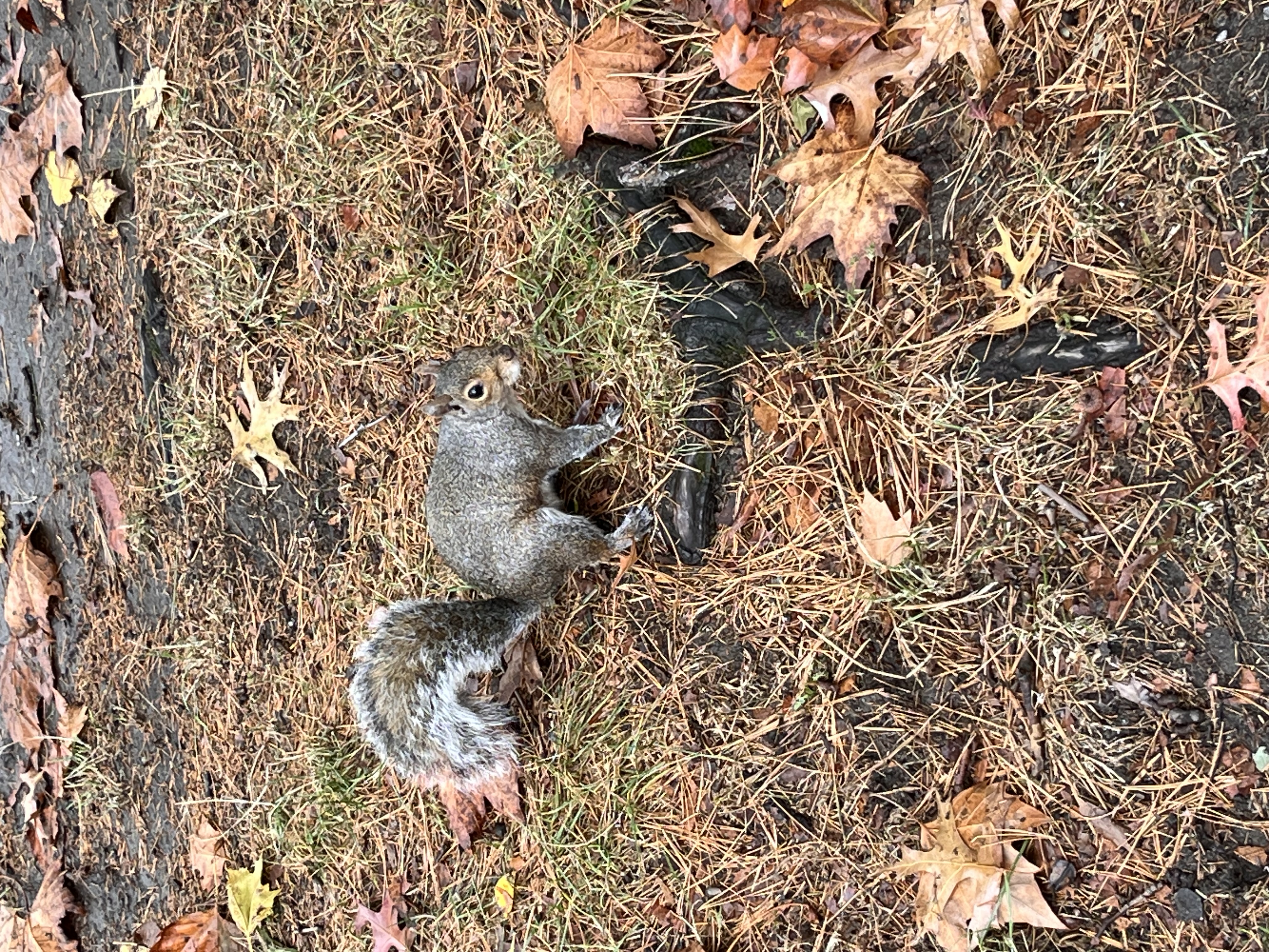 Central Park squirrel.jpeg